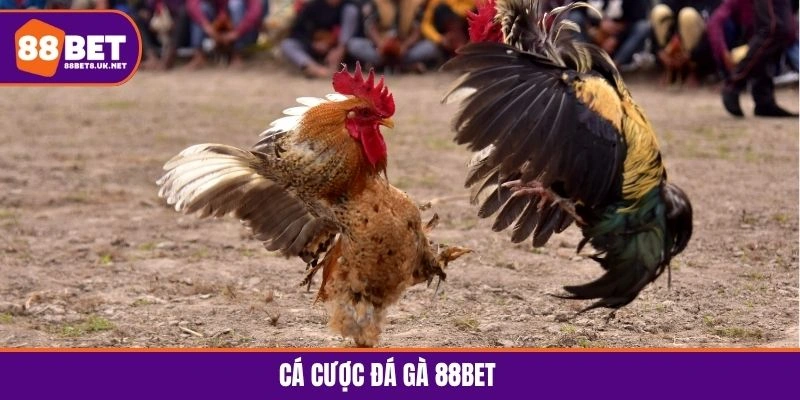 Cá Cược Đá Gà 88BET