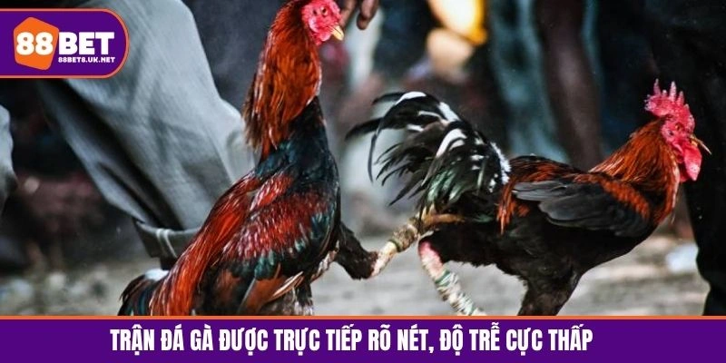 Trận đá gà được trực tiếp rõ nét, độ trễ cực thấp
