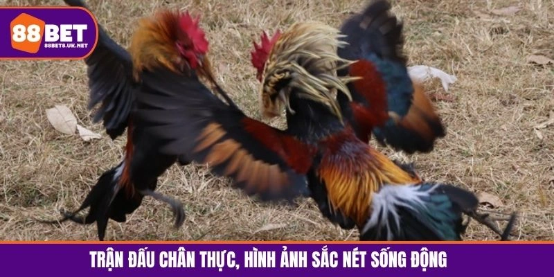 Trận đấu chân thực, hình ảnh sắc nét sống động