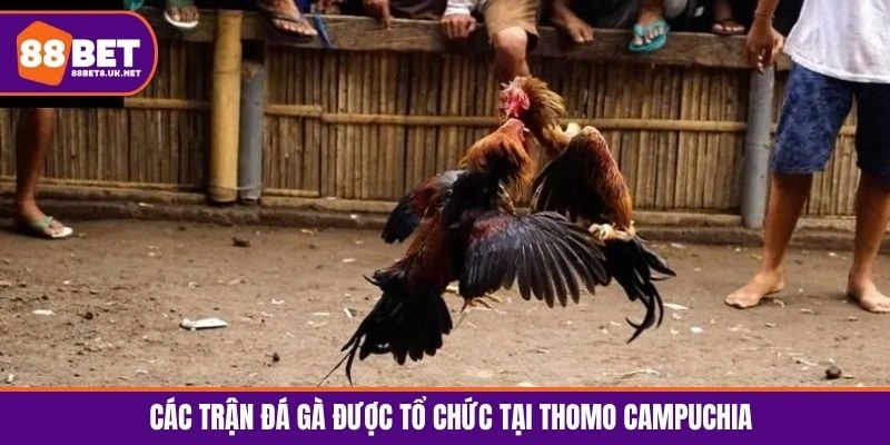 Các trận đá gà được tổ chức tại Thomo Campuchia