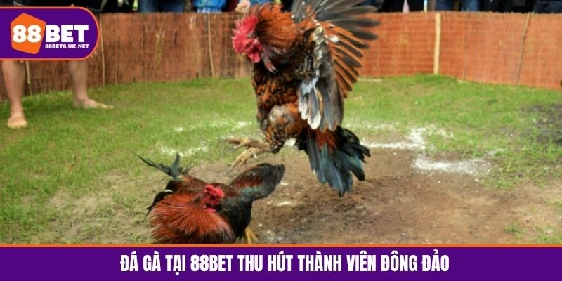 Đá gà tại 88BET thu hút thành viên đông đảo