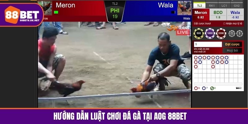 Học cách chơi cá cược đá gà đơn giản tại sảnh AOG cho tân binh