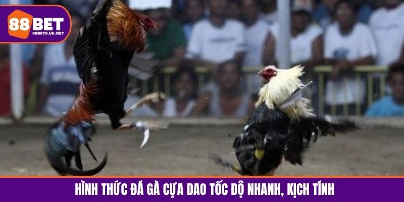 Hình thức đá gà cựa dao tốc độ nhanh, kịch tính