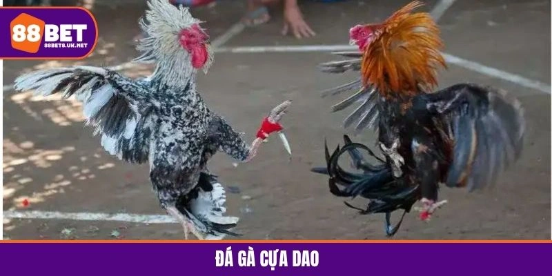 Đá Gà Cựa Dao