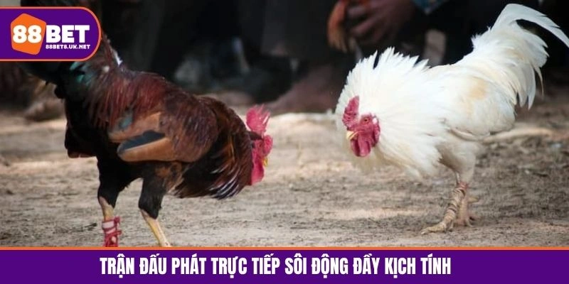 Trận đấu phát trực tiếp sôi động đầy kịch tính