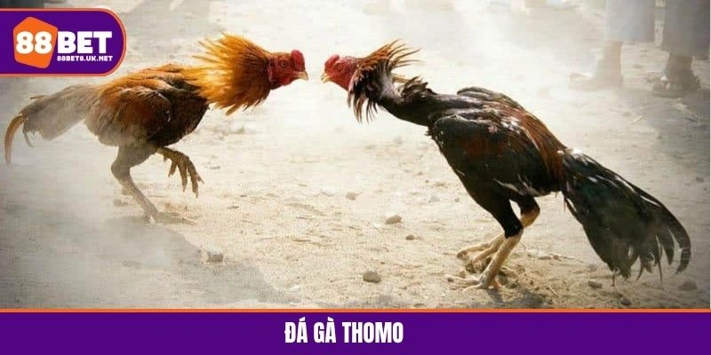 Đá gà Thomo