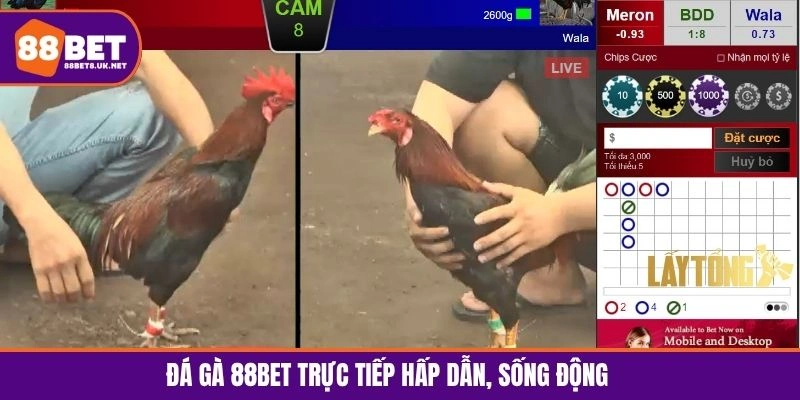 Trải nghiệm chọi gà trực tiếp chân thực qua livestream sắc nét