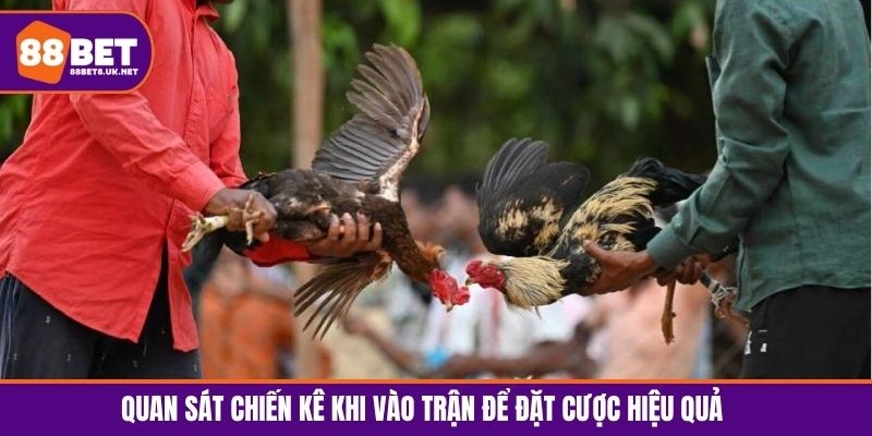 Quan sát chiến kê khi vào trận để đặt cược hiệu quả