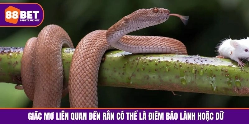 Giấc mơ liên quan đến rắn có thể là điềm báo lành hoặc dữ