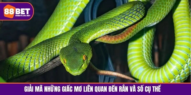 Giải mã những giấc mơ liên quan đến con rắn khác