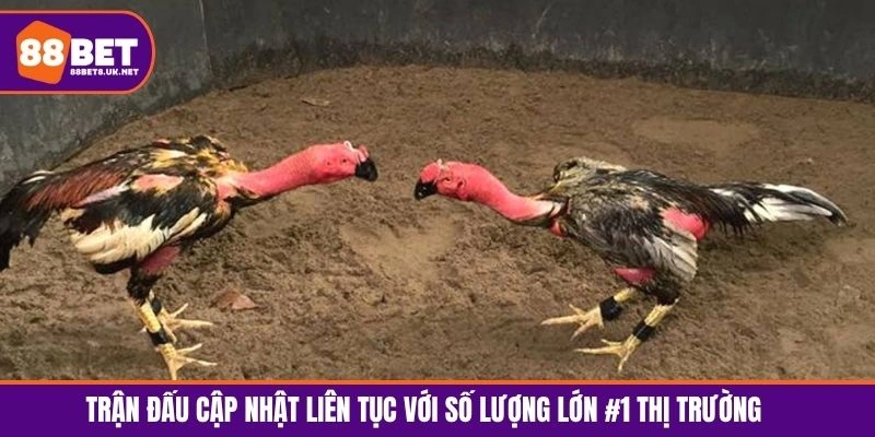 Trận đấu cập nhật liên tục với số lượng lớn #1 thị trường