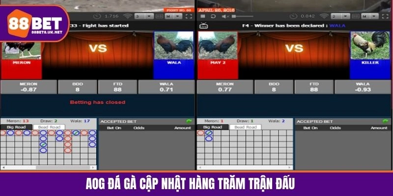 Lịch thi đấu được AOG đá gà cập nhật hàng trăm trận mỗi ngày