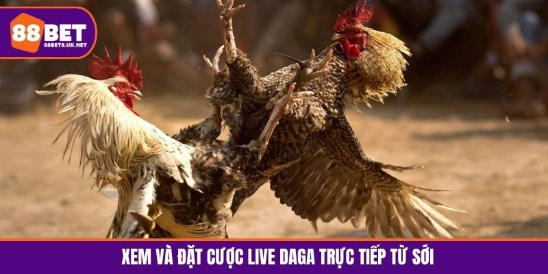 Xem và đặt cược Live Daga trực tiếp từ sới