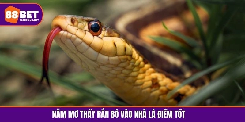 Nằm mơ thấy rắn bò vào nhà là điềm tốt