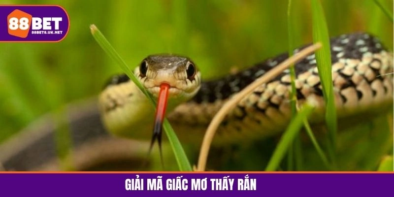 Mơ Thấy Rắn